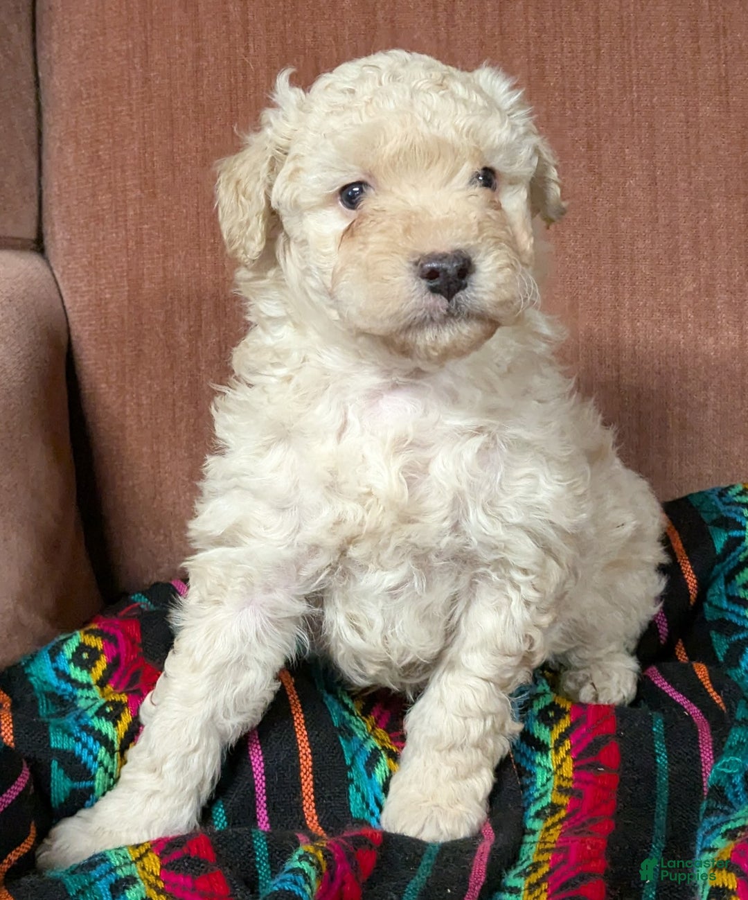 Bichpoo dogs for sale: Biscuit - Ad 1