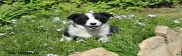 Mixed Breed dogs for sale: Cody - Ad 3