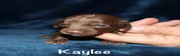 Miniature Dachshund dogs for sale: Kaylee - Ad 5
