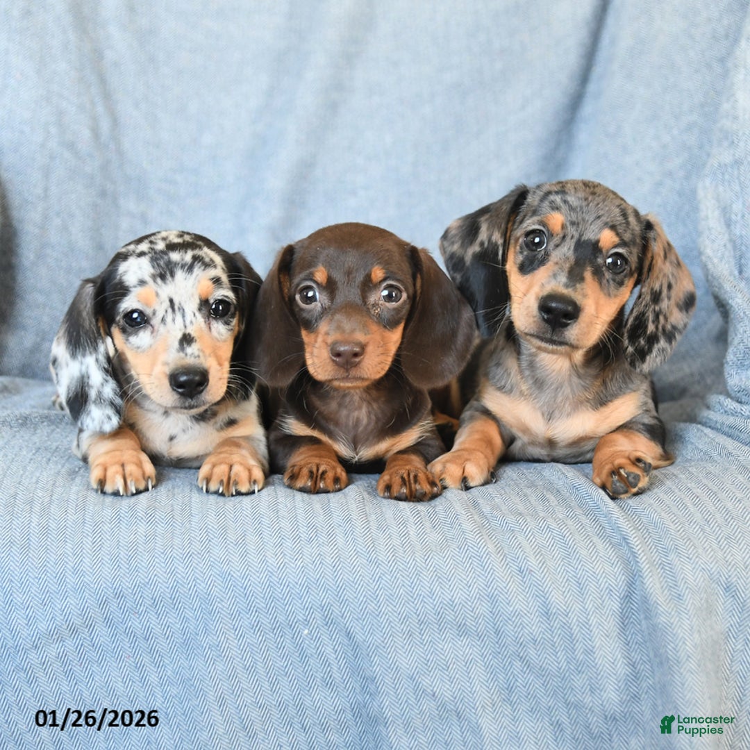 Miniature Dachshund dogs for sale: Cody - Ad 3