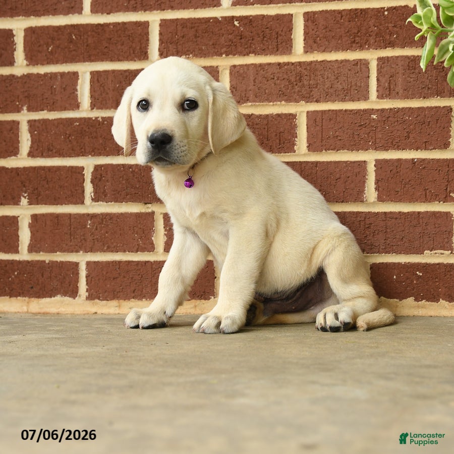Labrador Retriever dogs Dozer - Ad 2