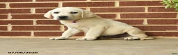 Labrador Retriever dogs for sale: Dozer - Ad 2