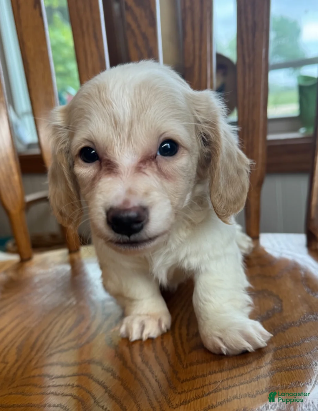 Miniature Dachshund dogs for sale: Happy Bailey~! - Ad 2