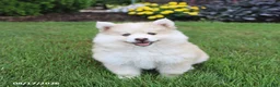 Pomsky dogs for sale: Scout - Ad 4