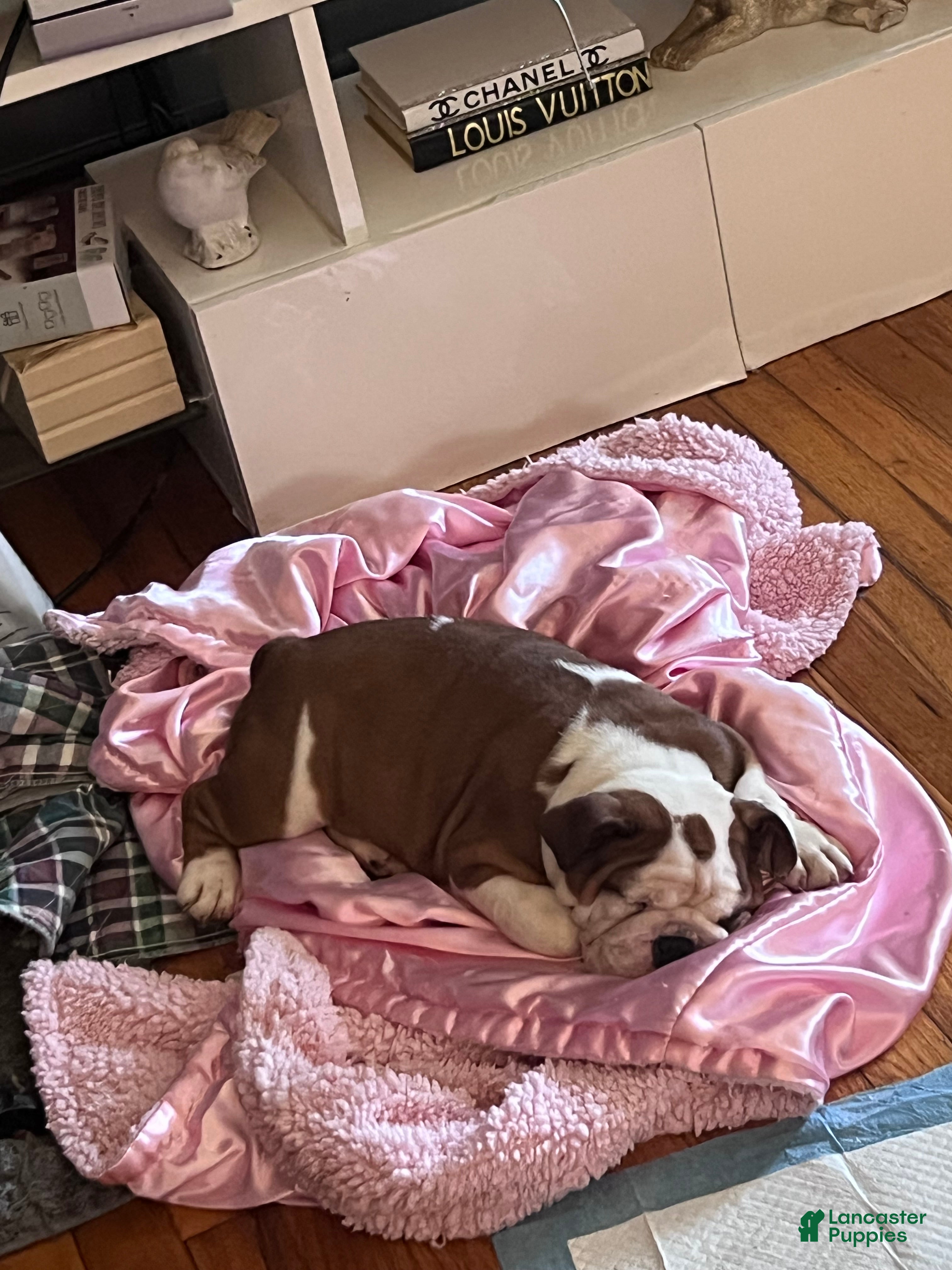 English Bulldog dogs Ms.Daisy ❤️ - Ad 2