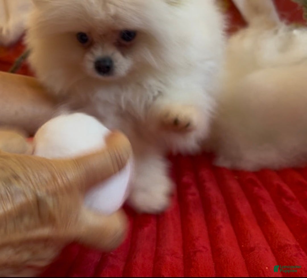 Pomeranian dogs for sale: Tom AKC Registered full rights  - Ad 27