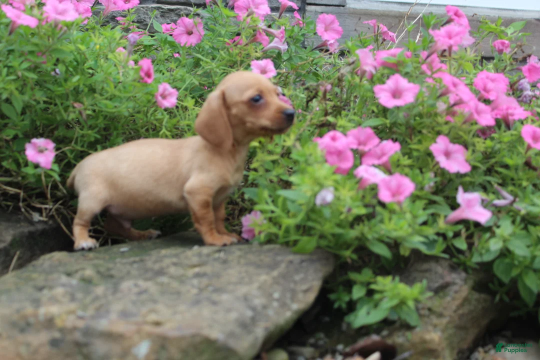 Miniature Dachshund dogs for sale: Ziggy - Ad 1