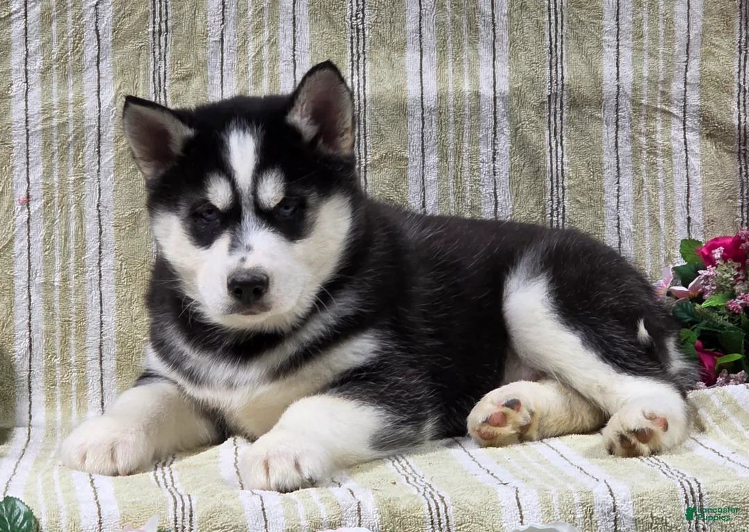 Siberian Husky dogs for sale: Dillon - Ad 5