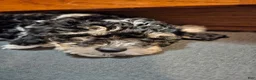 Havapoo dogs for sale: Alfie - Ad 7