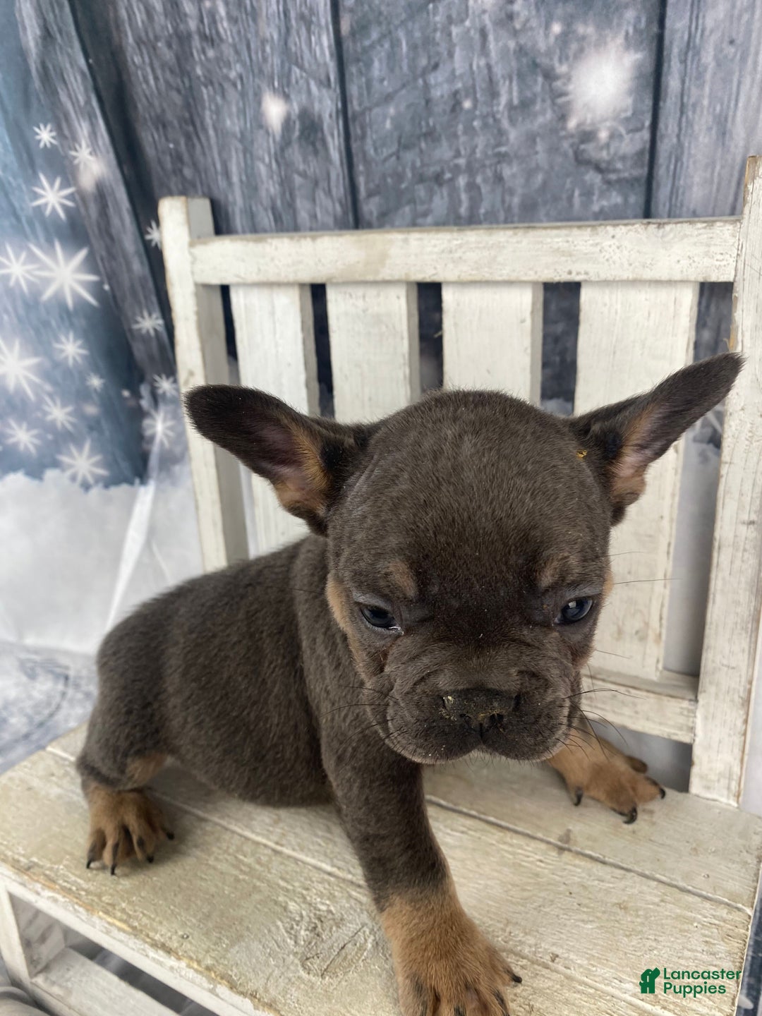 French Bulldog dogs for sale: Bruno - Ad 6