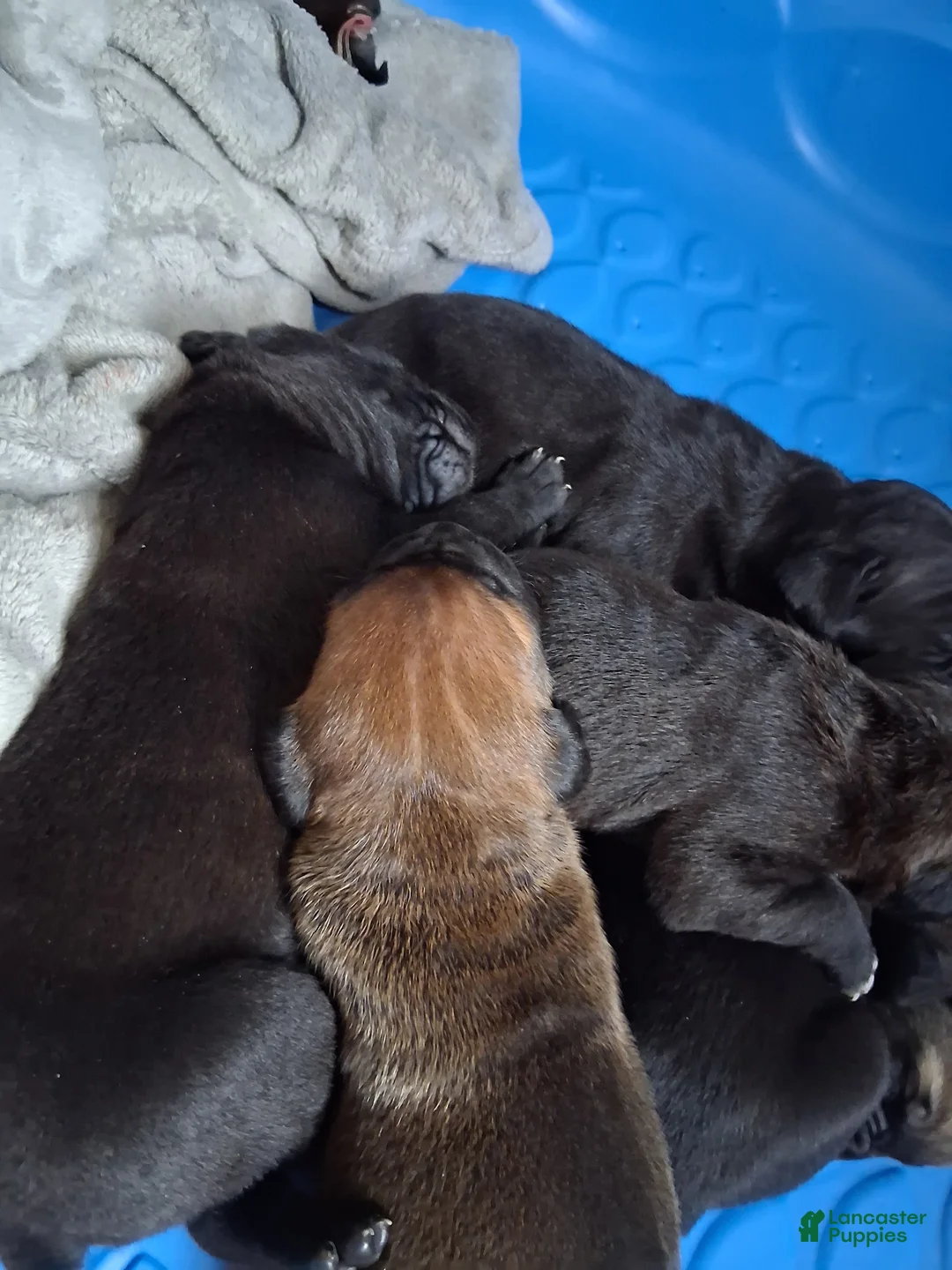 Cane Corso dogs for sale: Cane Corso Puppy 12 - Ad 2