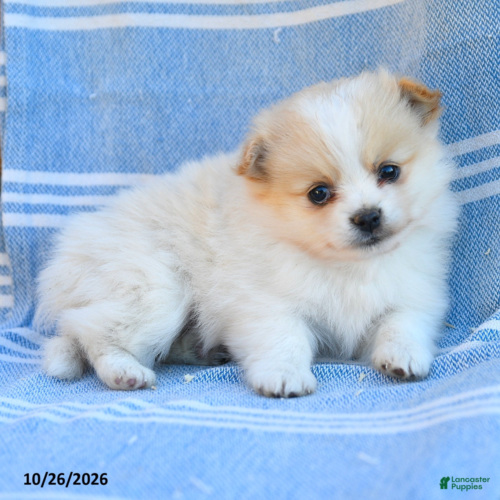 Cavapoo dogs for sale: Rainbow - Ad 2