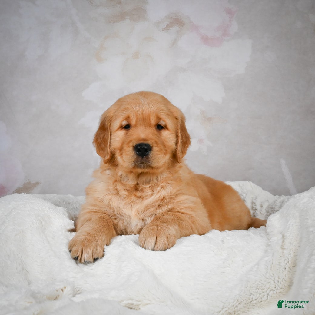 Golden Retriever dogs Rocco - Ad 13