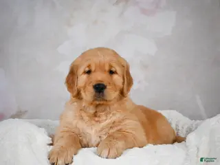 Golden Retriever dogs Rocco - Ad 13