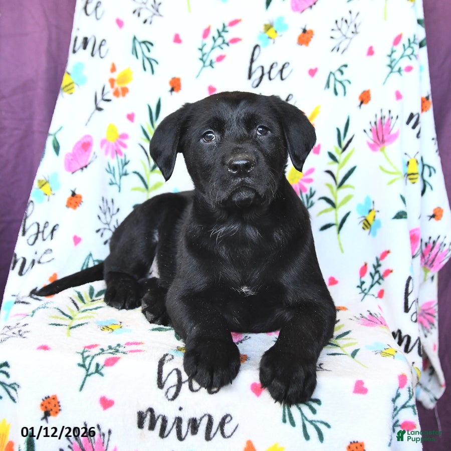 Labrador Retriever dogs Pepsi - Ad 2