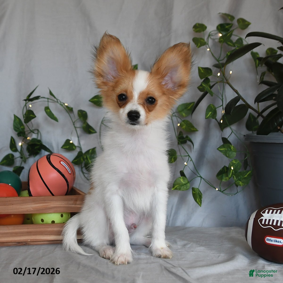 Papillon dogs Nobel - Ad 1