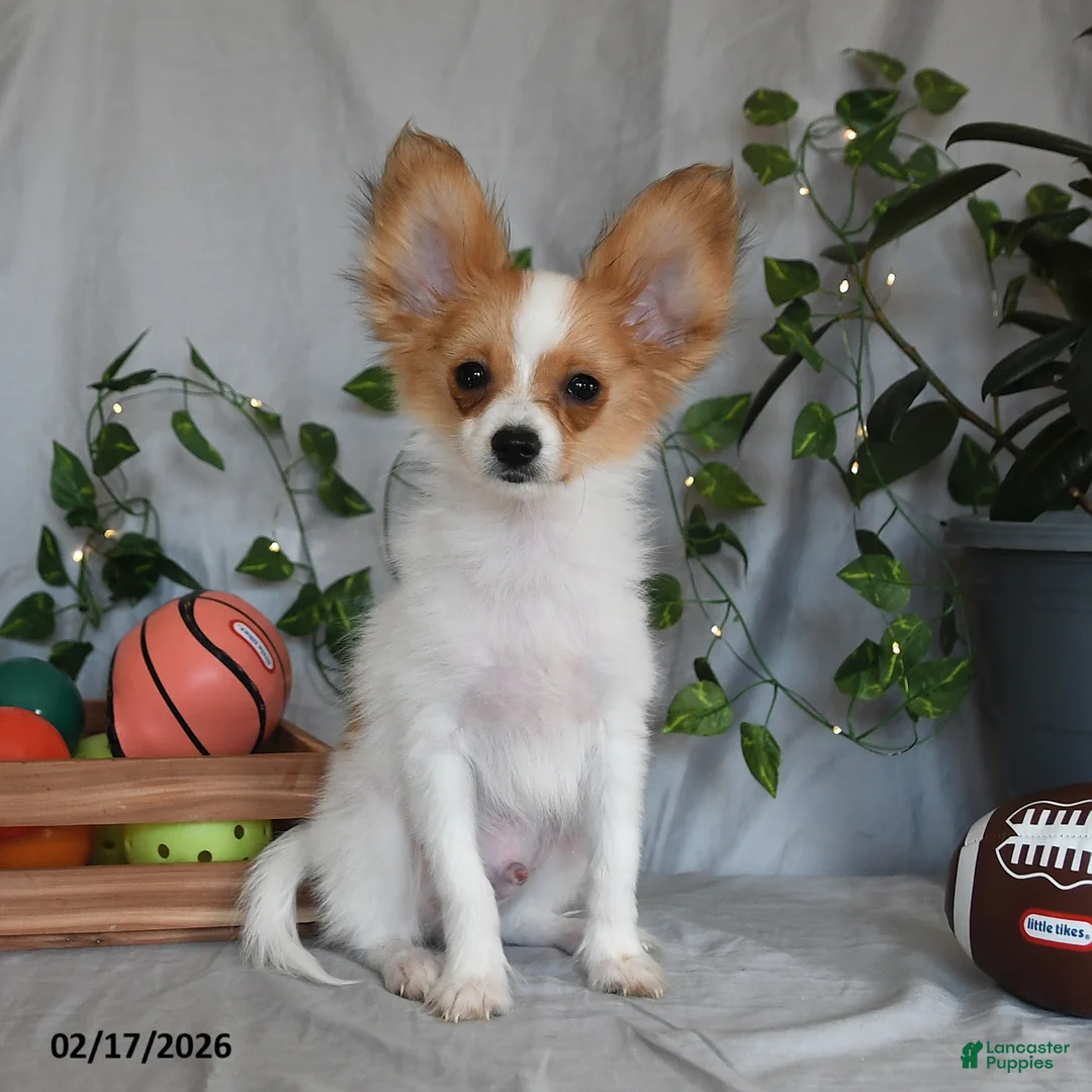 Papillon dogs for sale: Nobel - Ad 1