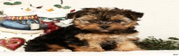 Yorkiepoo dogs for sale: Troy  2.5lbs - Ad 2