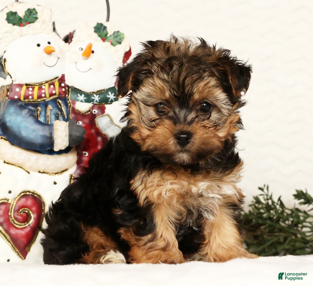 Yorkiepoo dogs for sale: Troy  2.5lbs - Ad 2
