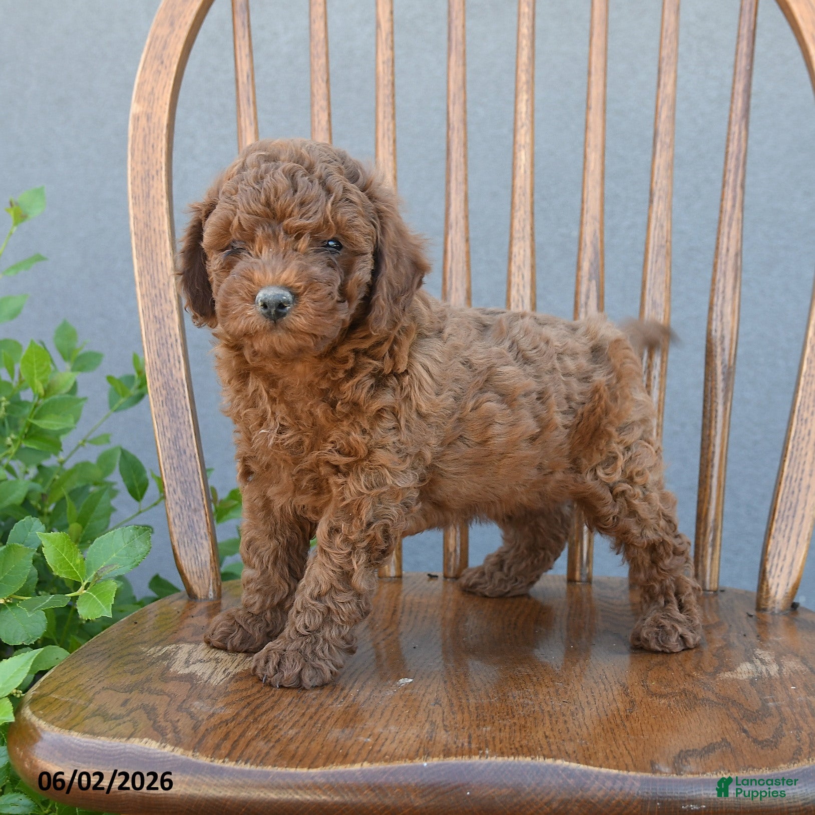 Miniature Poodle dogs for sale: Trent - Ad 1