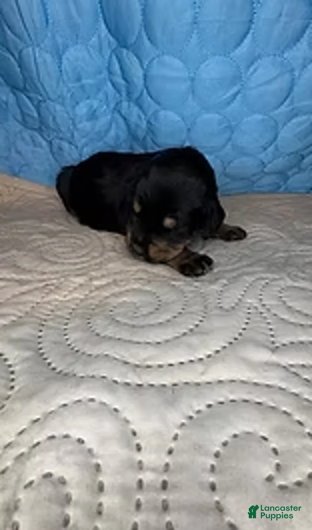 Mixed Breed dogs for sale: Charlie - Ad 5