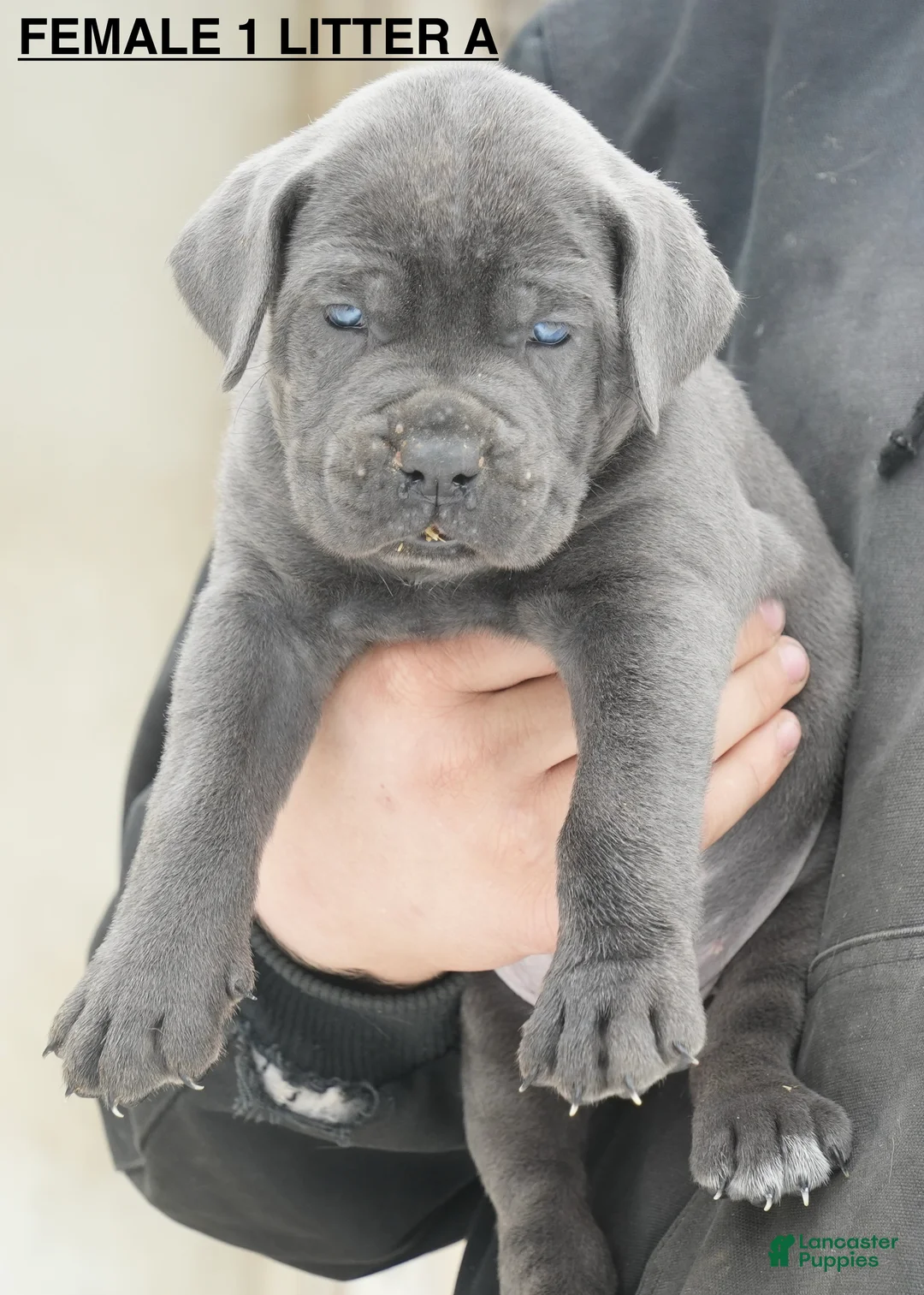 Cane Corso dogs for sale: Female 1 Litter A - Ad 1