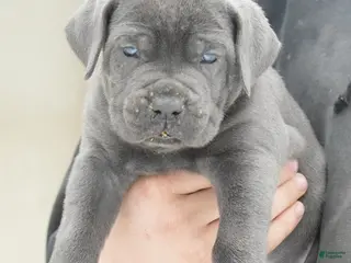 Cane Corso dogs Female 1 Litter A - Ad 29