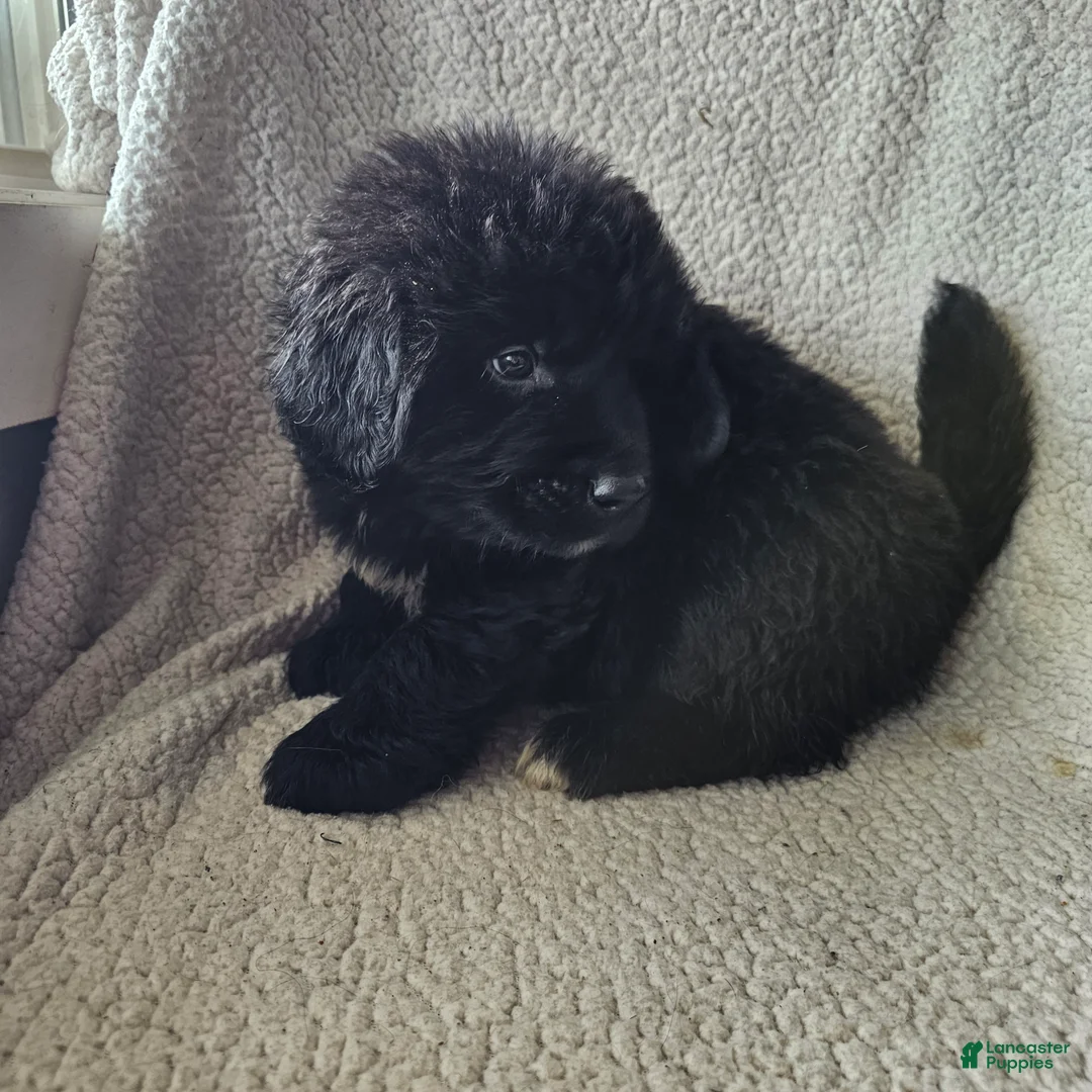 Mixed Breed dogs for sale: Bo - Ad 3