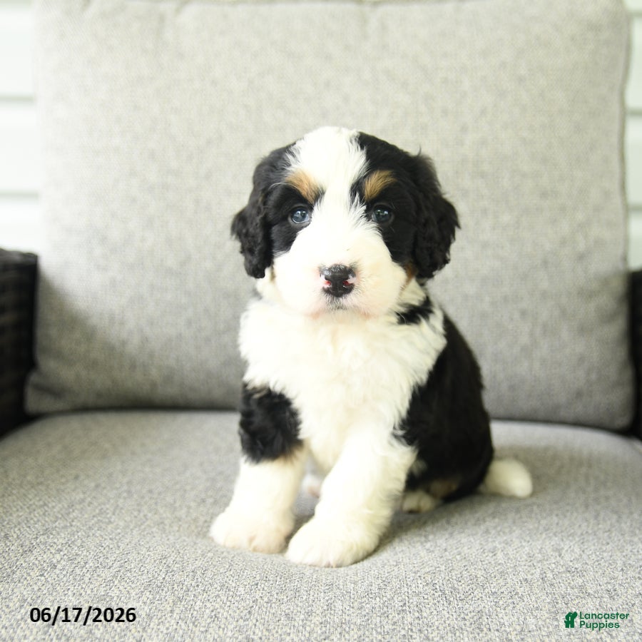 Bernedoodle dogs Sara  - Ad 1