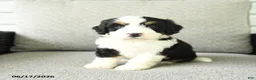 Bernedoodle dogs for sale: Sara  - Ad 1