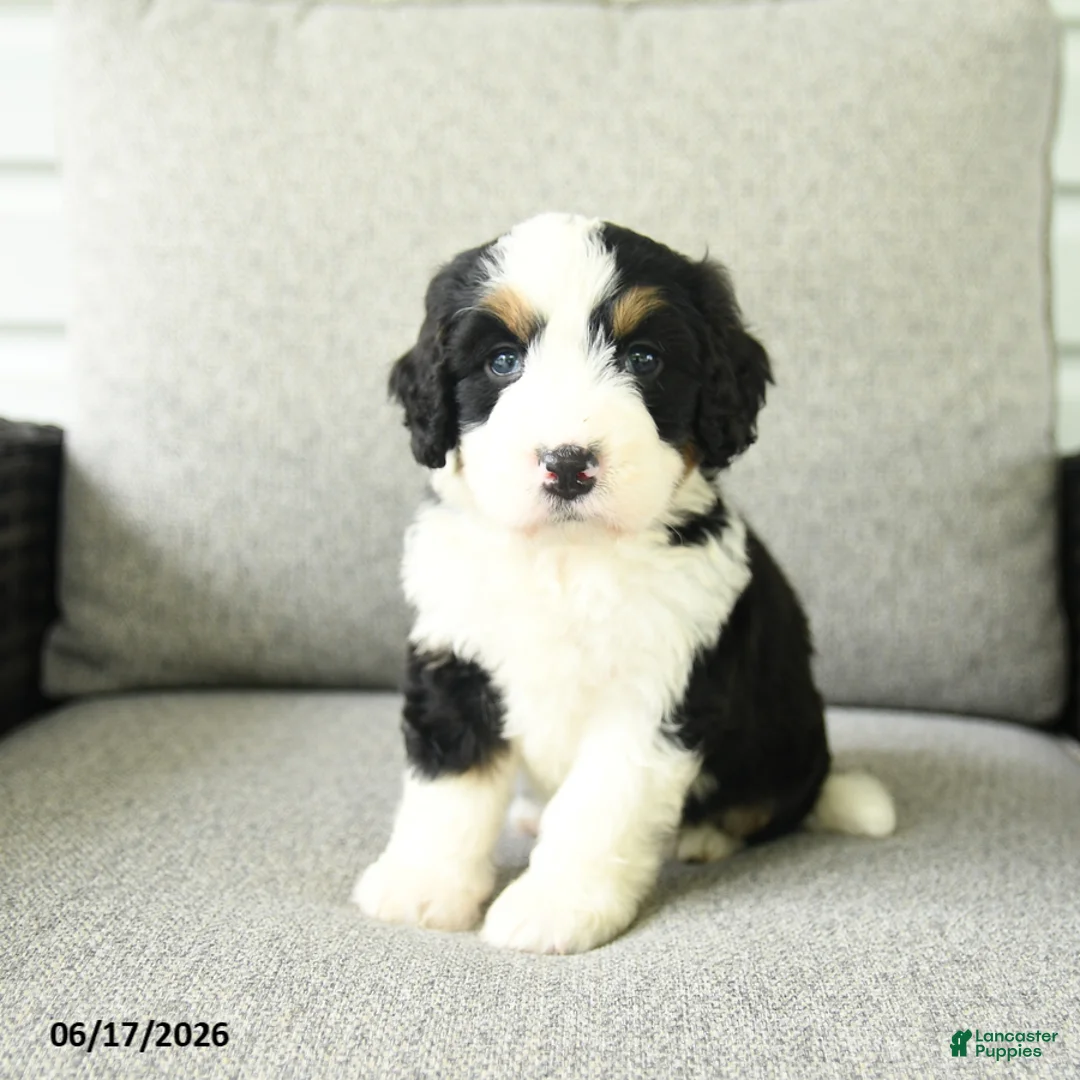 Bernedoodle dogs for sale: Sara  - Ad 1