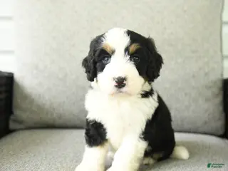Bernedoodle dogs for sale: Sara - Ad 2