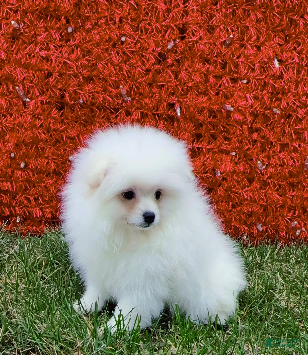 Pomeranian dogs for sale: Pomeranian Puppy Fluffy - Ad 4