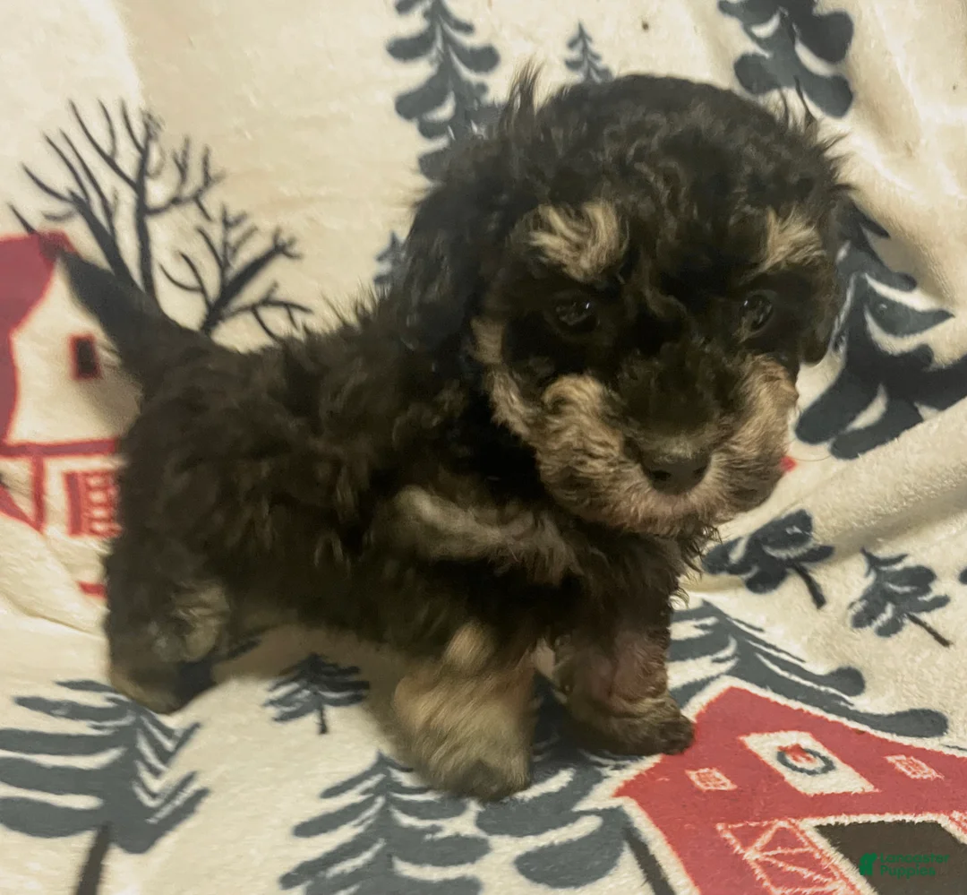 Toy Poodle dogs for sale: Toy Poodle Puppy 4 - Ad 1