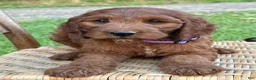 Irish Doodle dogs for sale: Molly - Ad 5