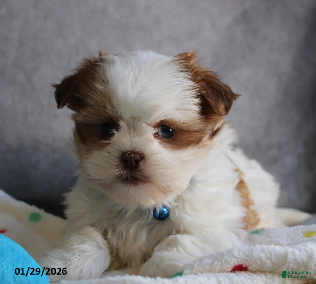 Malshi dogs for sale: Leo - Ad 2