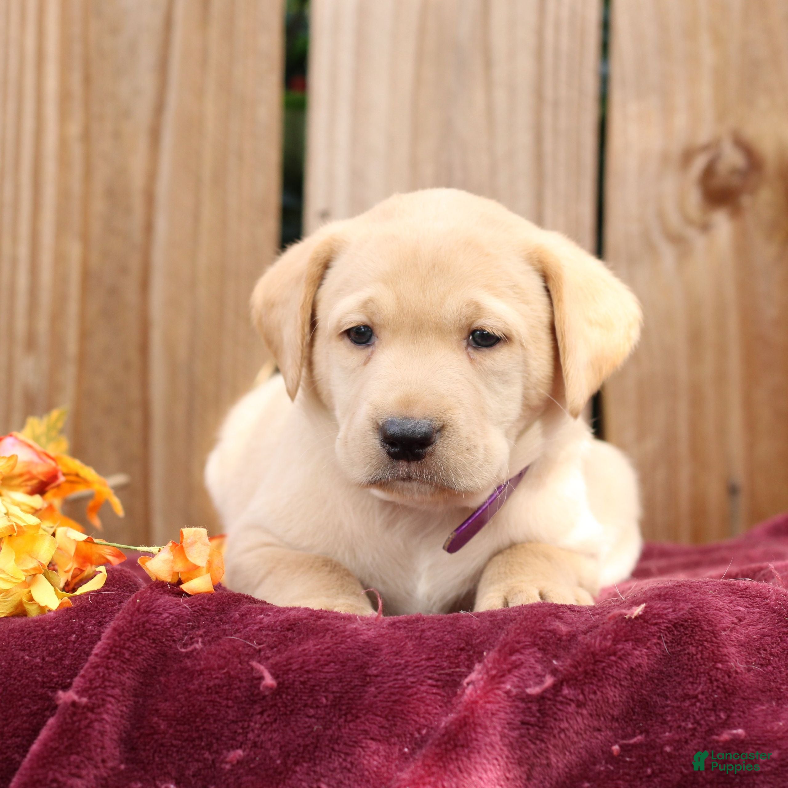 Labrador Retriever dogs Ribbons  - Ad 2