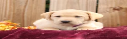 Labrador Retriever dogs for sale: Ribbons  - Ad 2