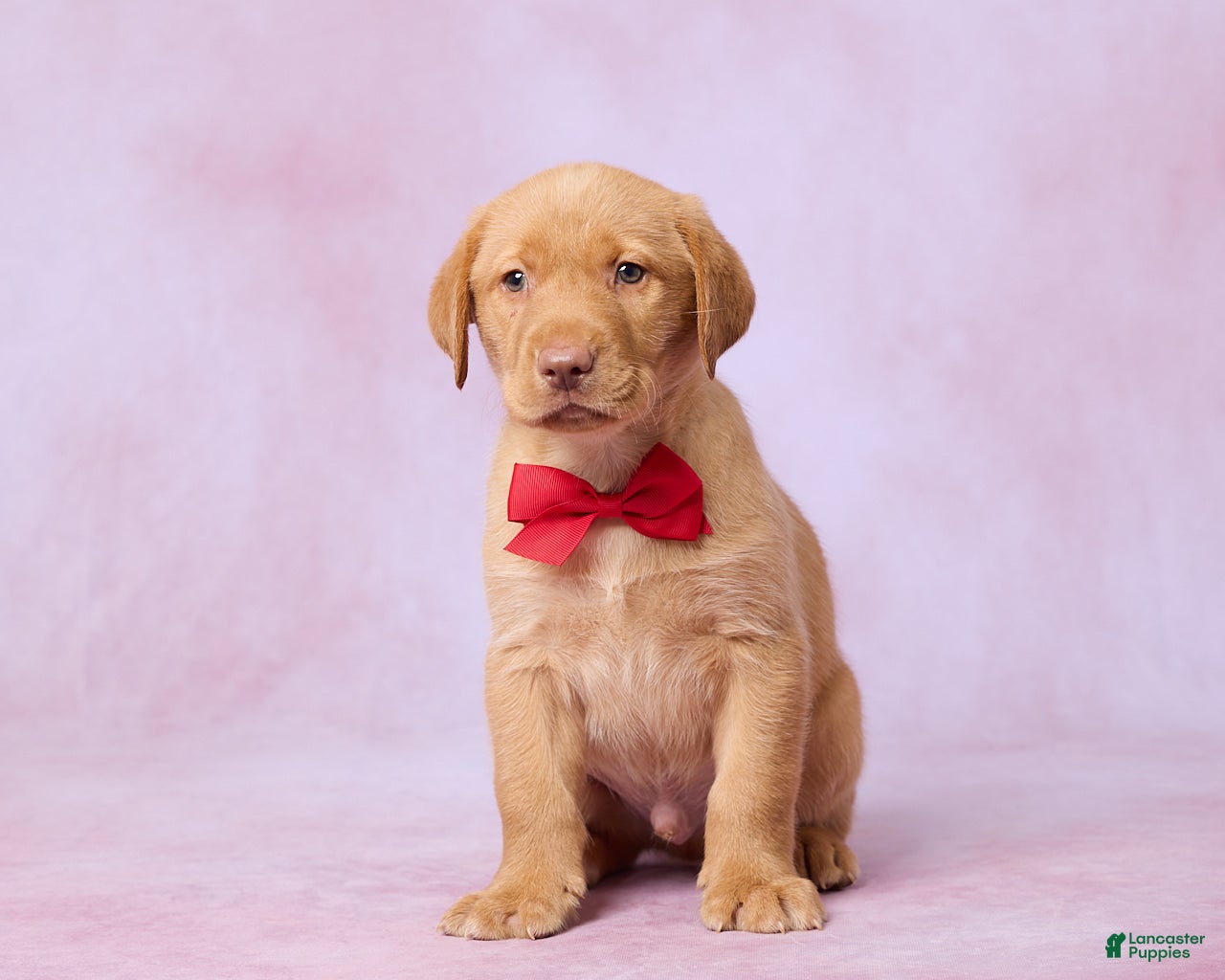 Labrador Retriever dogs Houston - Ad 1