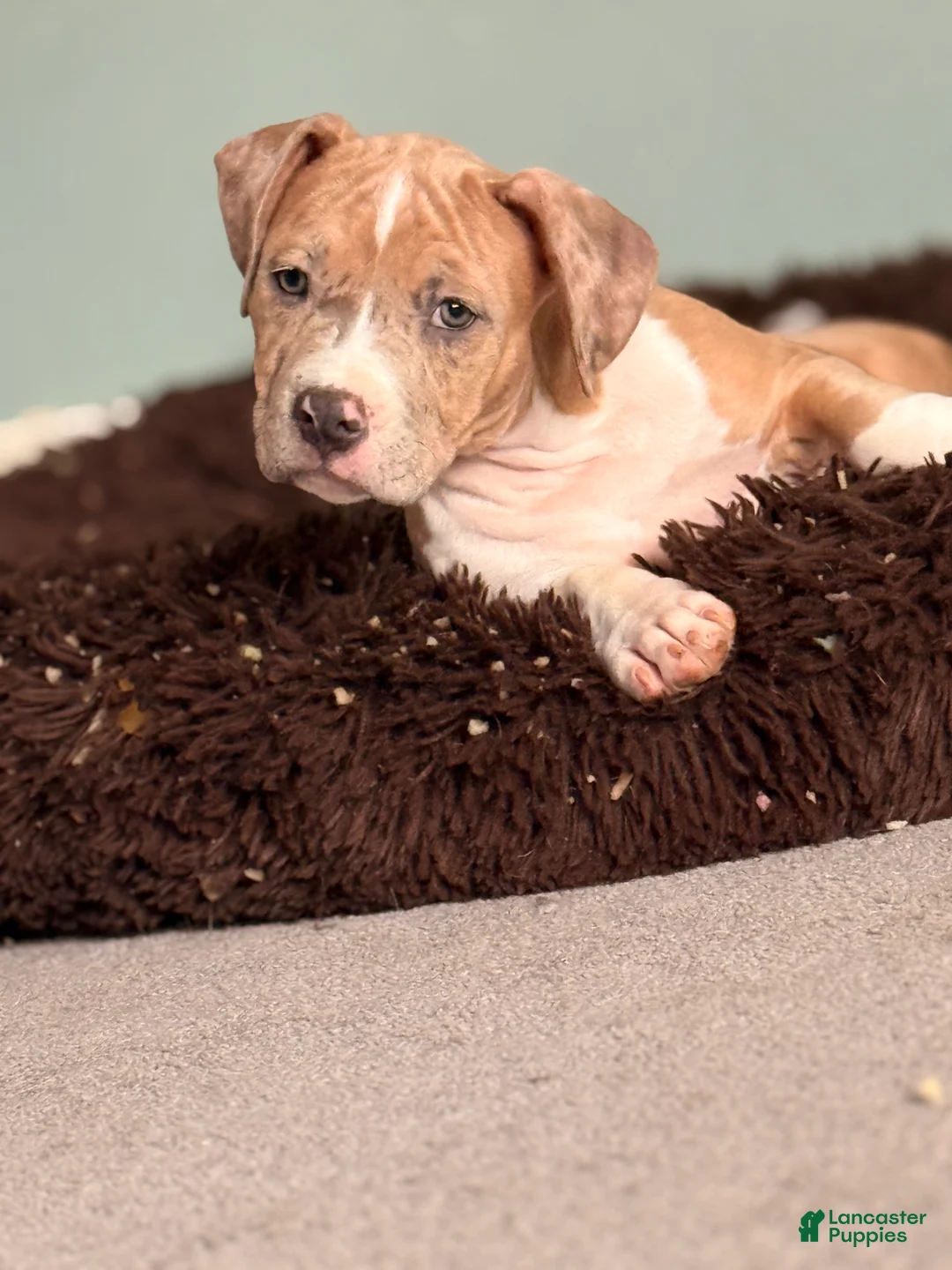 American Bully dogs for sale: American Bully Puppy 1 - Ad 2