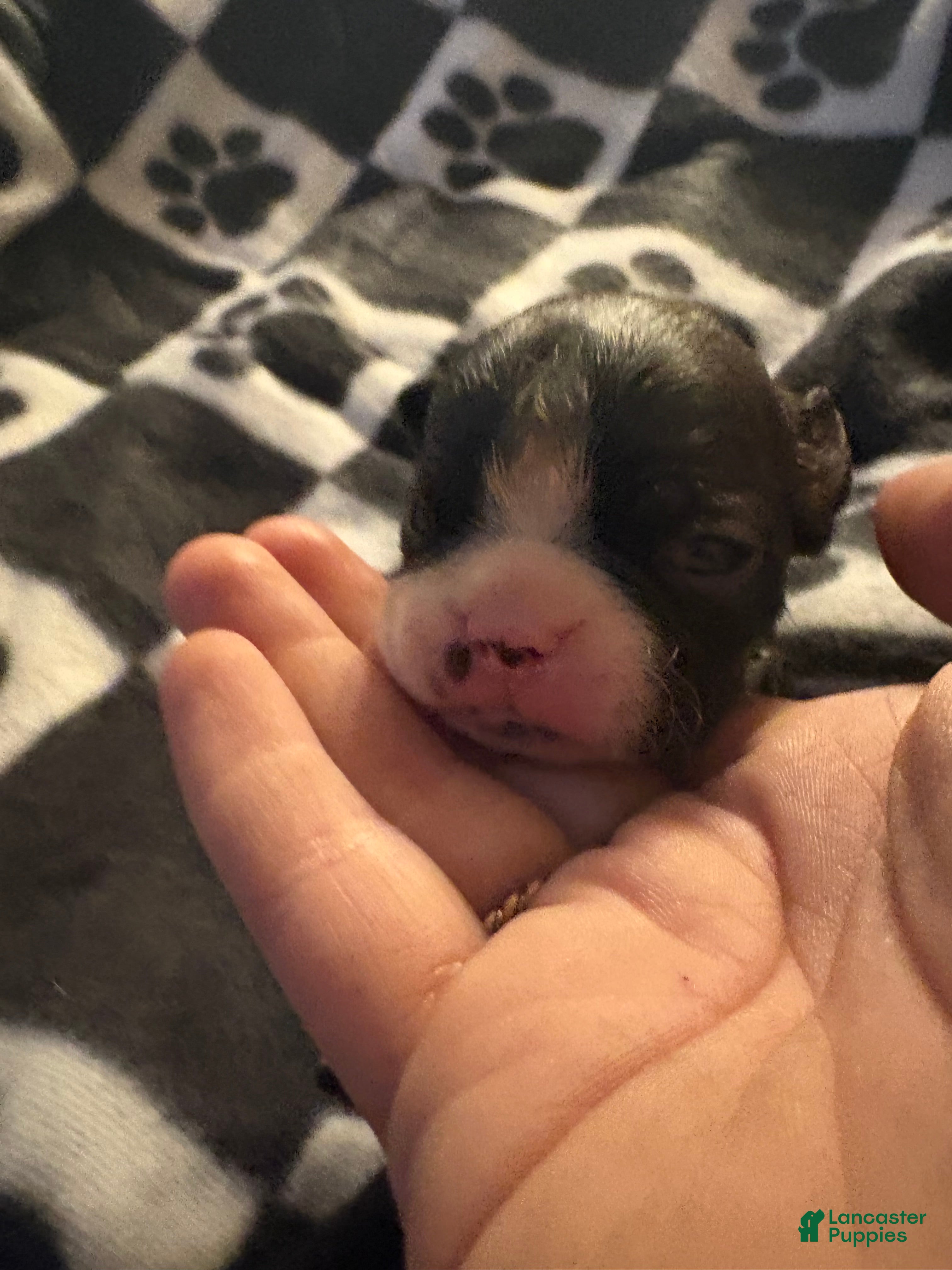 Boston Terrier dogs Aurora - Ad 42