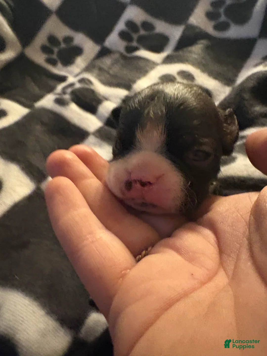 Boston Terrier dogs for sale: Aurora - Ad 1