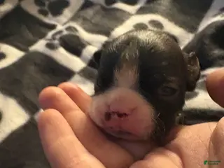Boston Terrier dogs Aurora - Ad 42