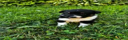Australian Shepherd dogs for sale: Rosie - Ad 12