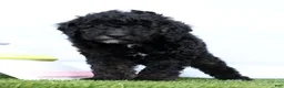 Miniature Poodle dogs for sale: Nero - Ad 3