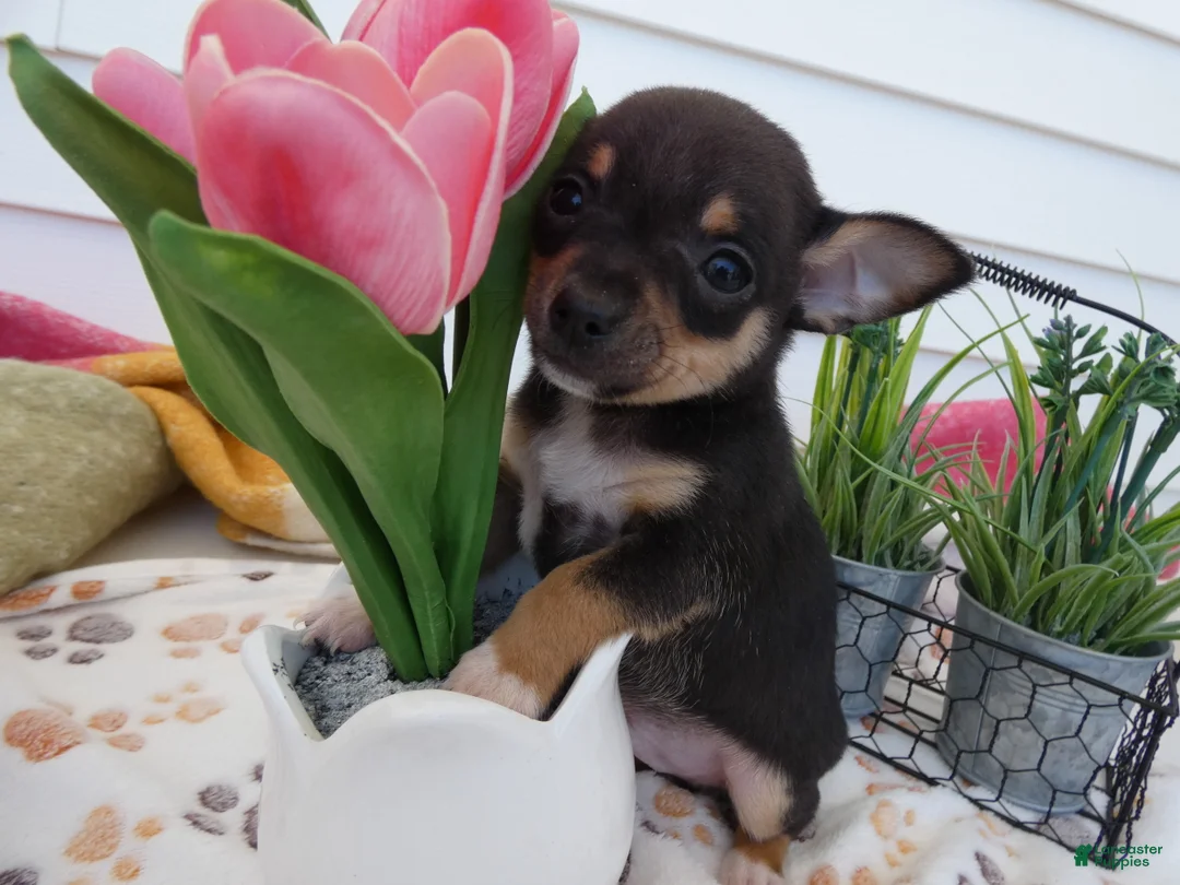 Chihuahua dogs for sale: Chihuahua Puppy 1 Lucas - Ad 1