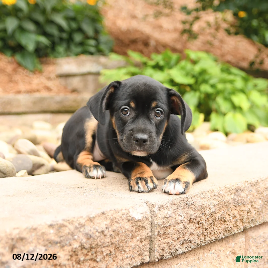 Mixed Breed dogs for sale: Precious - Ad 3