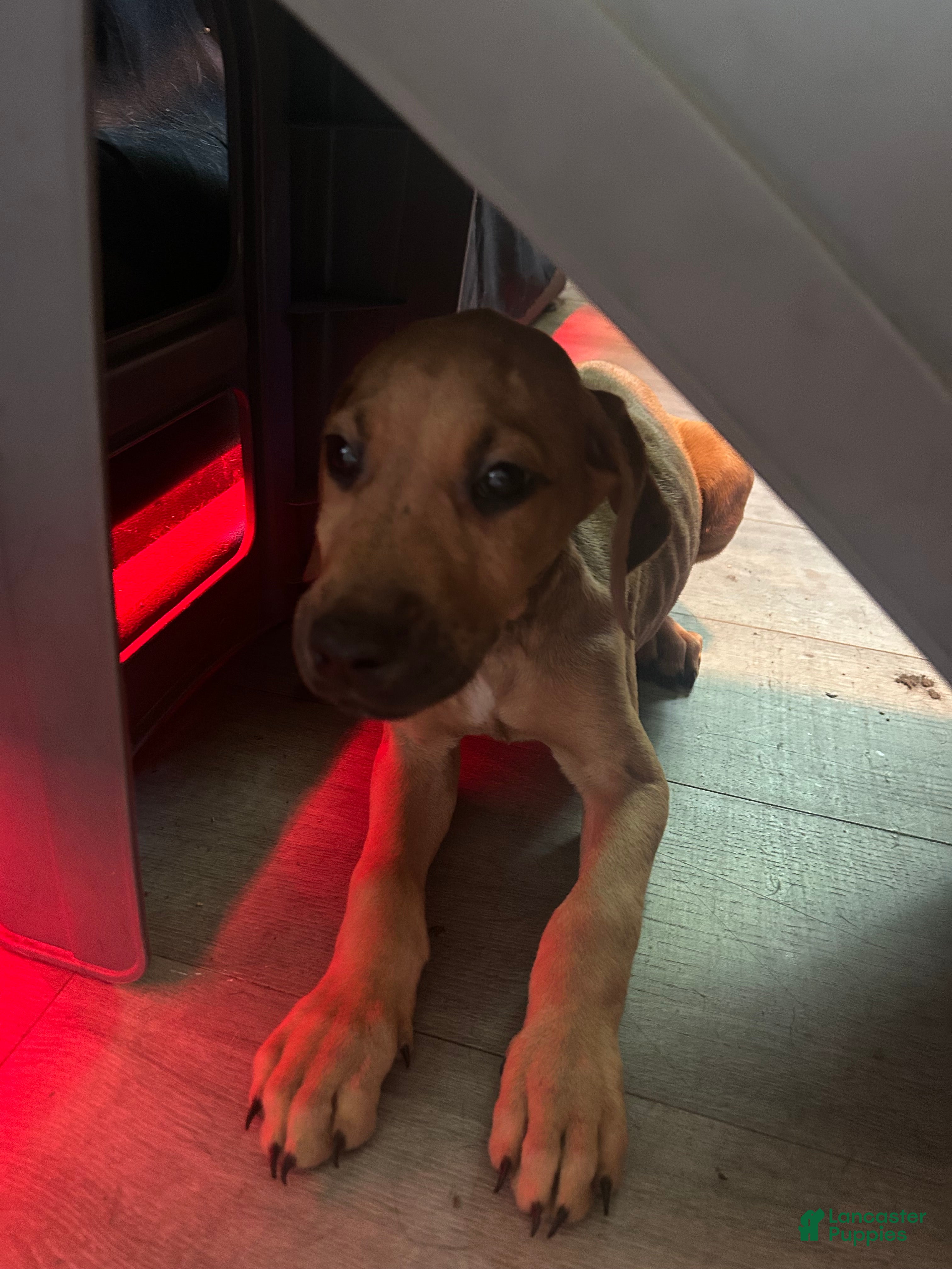 Mixed Breed dogs Puppy 8  - Ad 16