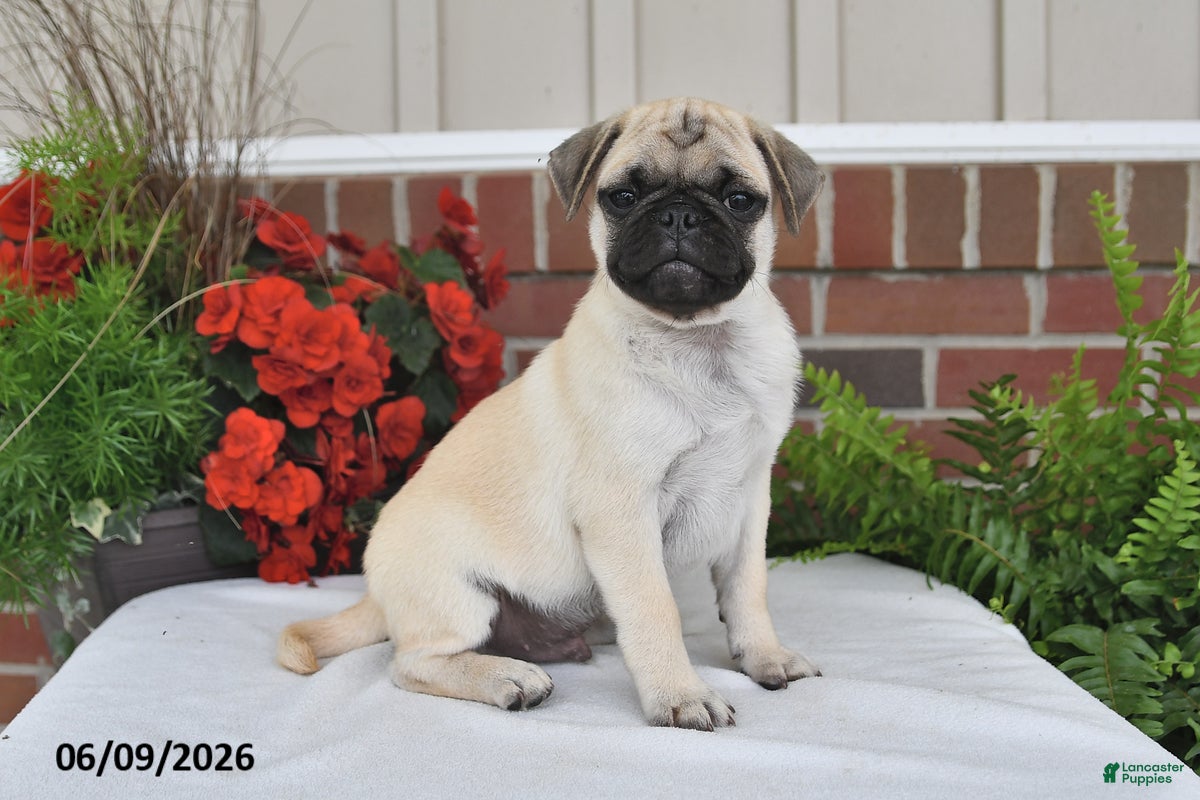 Pug dogs Sunshine - Ad 1