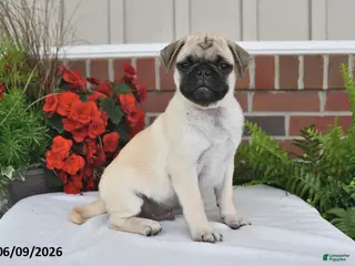 Pug dogs for sale: Sunshine - Ad 3